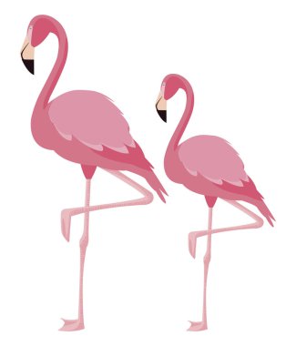 zarif flamingo kuşları Çift