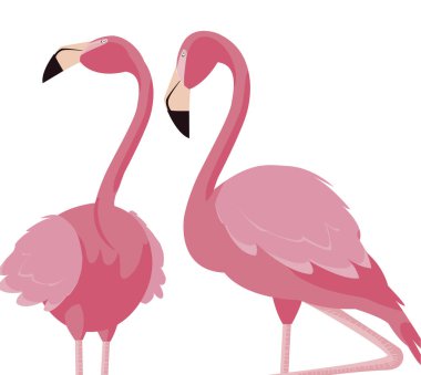 zarif flamingo kuşları Çift