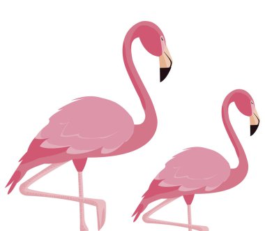 zarif flamingo kuşları Çift