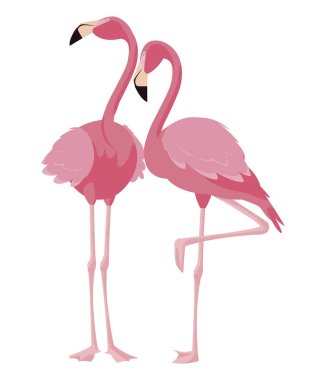 zarif flamingo kuşları Çift