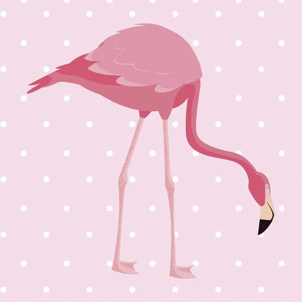 Elegante flamingo pássaro pontilhado fundo —  Vetores de Stock