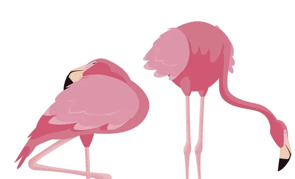 Zarif flamingo kuşları Çift — Stok Vektör