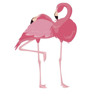 zarif flamingo kuşları Çift