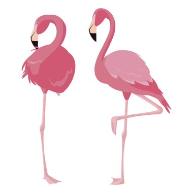 zarif flamingo kuşları Çift