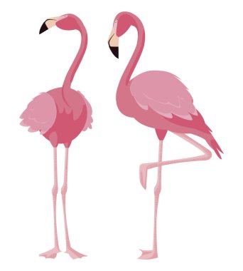 zarif flamingo kuşları Çift