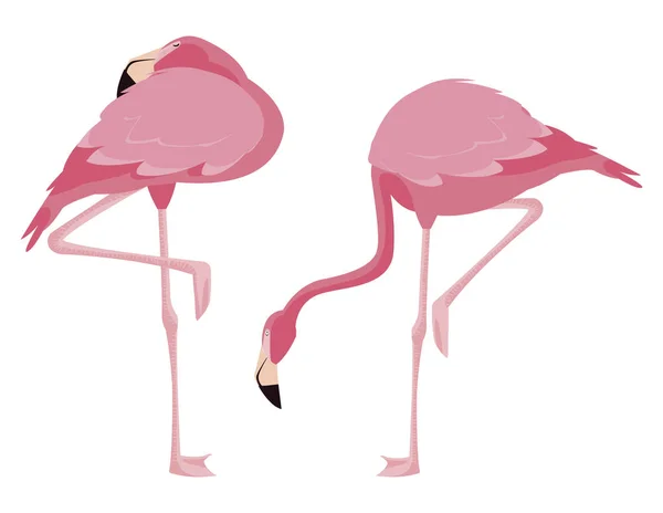 Elegante pareja de aves flamencas — Vector de stock