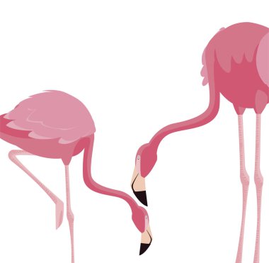 zarif flamingo kuşları Çift