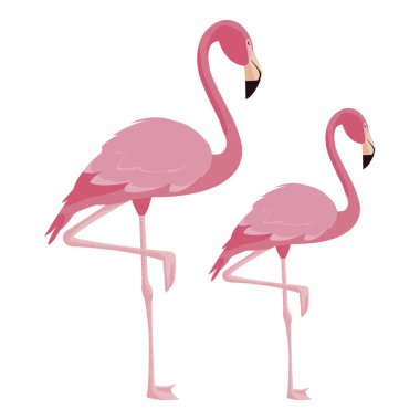 zarif flamingo kuşları Çift