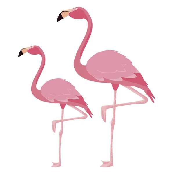 Elegante flamingo pássaros casal —  Vetores de Stock