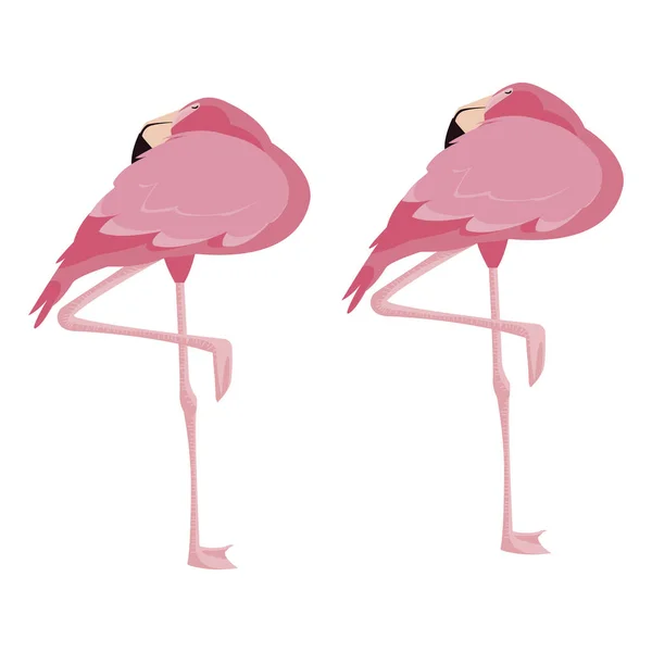 Paar elegante flamingo vogels — Stockvector