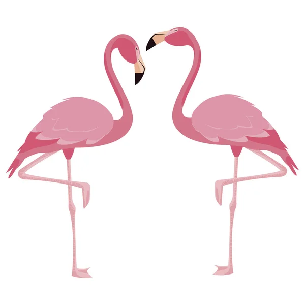 Elegante pareja de aves flamencas — Vector de stock