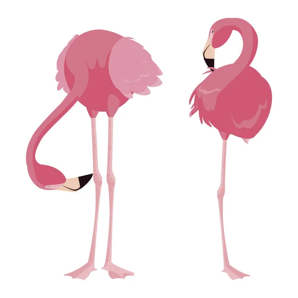 Zarif flamingo kuşları Çift — Stok Vektör