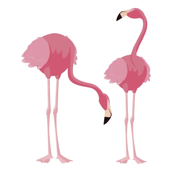 Elegante flamingo pássaros casal —  Vetores de Stock