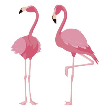 zarif flamingo kuşları Çift