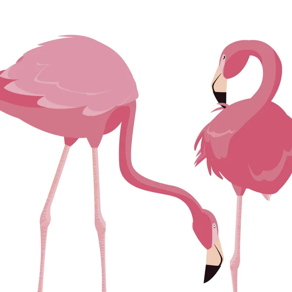 Pár elegáns flamingo madarak — Stock Vector