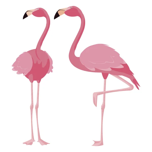 Pár elegáns flamingo madarak — Stock Vector