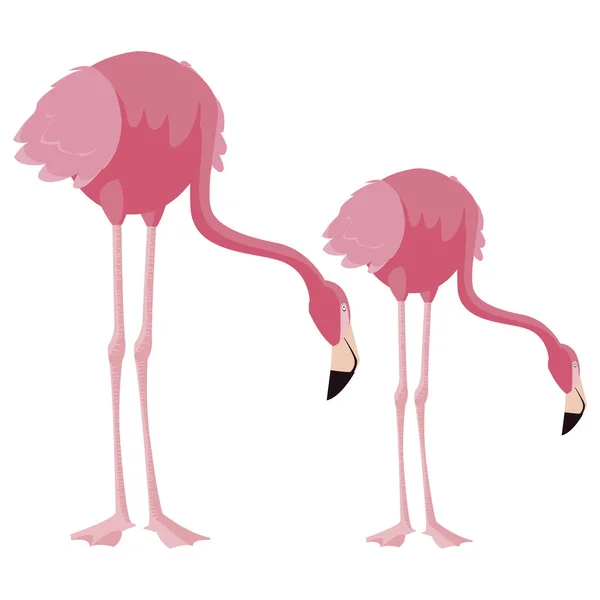 Elegante coppia di uccelli fenicottero — Vettoriale Stock