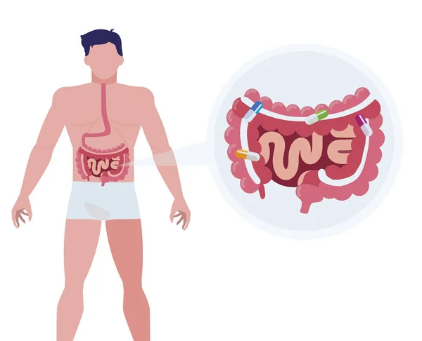 Anatomie člověka s trávicí soustavy — Stockový vektor