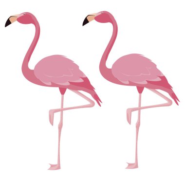 zarif flamingo kuşları Çift