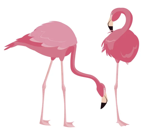 Elegante pareja de aves flamencas — Vector de stock