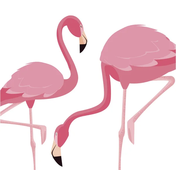 Para elegancki flamingo ptaków — Wektor stockowy