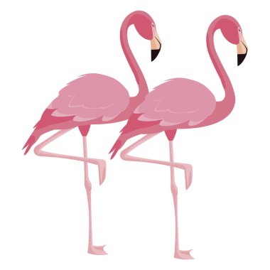 zarif flamingo kuşları Çift
