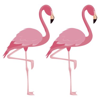 zarif flamingo kuşları Çift
