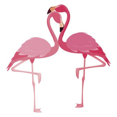 zarif flamingo kuşları Çift