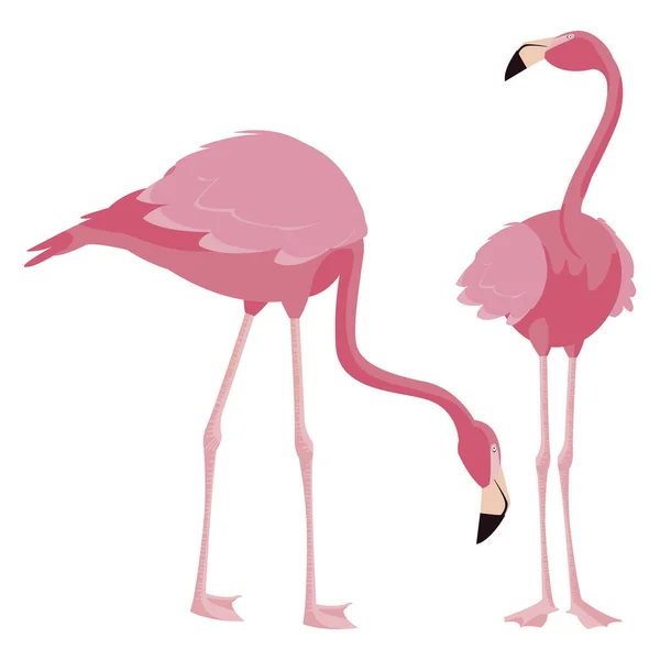 Eleganta flamingo fåglar par — Stock vektor