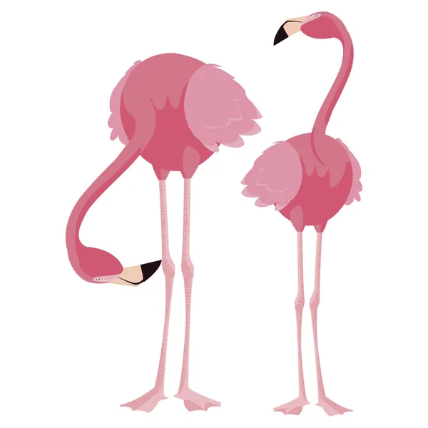 Elegante flamingo pássaros casal —  Vetores de Stock