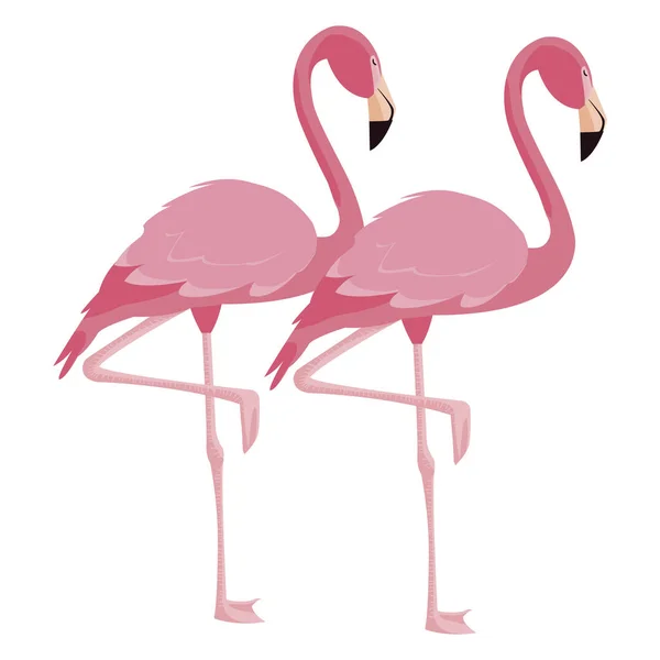 Elegante flamingo pássaros casal —  Vetores de Stock