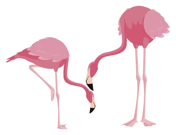 Elegantes Flamingo-Vogelpaar — Stockvektor