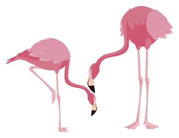 Para elegancki flamingo ptaków — Wektor stockowy