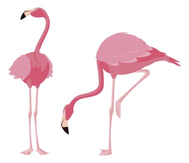 zarif flamingo kuşları Çift