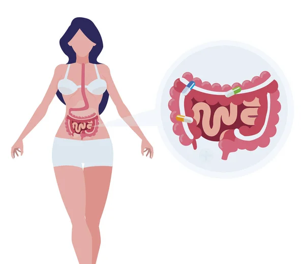 Anatomía femenina con sistema digestivo — Archivo Imágenes Vectoriales