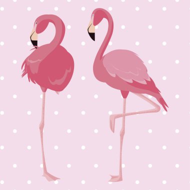 arka plan zarif flamingo kuşları çift noktalı