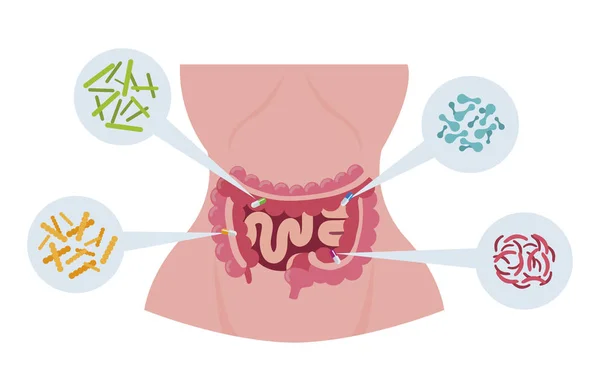 Anatomía femenina con sistema digestivo y bacterias — Archivo Imágenes Vectoriales