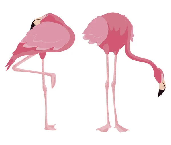 Elegantes Flamingo-Vogelpaar — Stockvektor