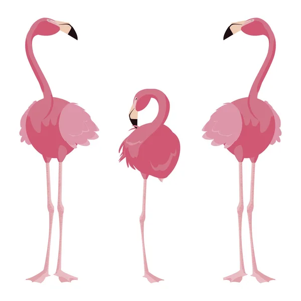 Elegant flamingo birds family — Stock Vector