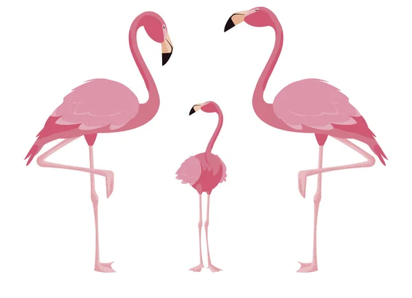 Elegante familia de aves flamencas — Vector de stock
