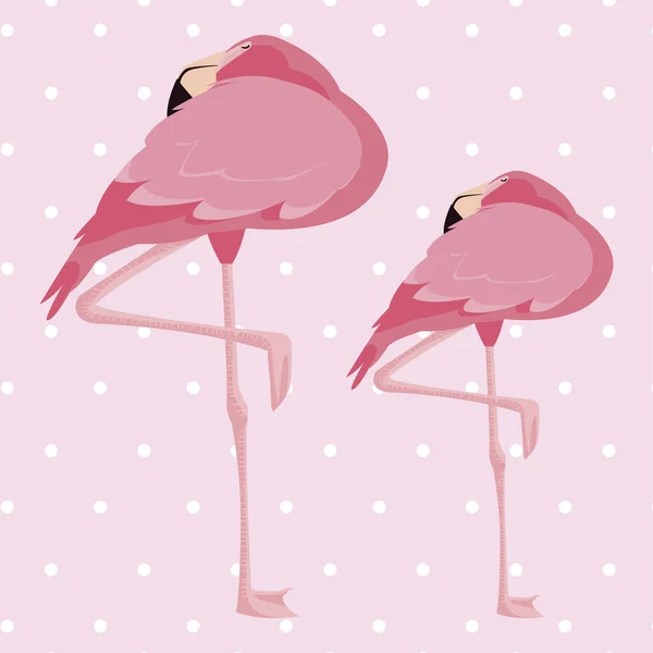 Elegante flamingo aves casal pontilhado fundo —  Vetores de Stock