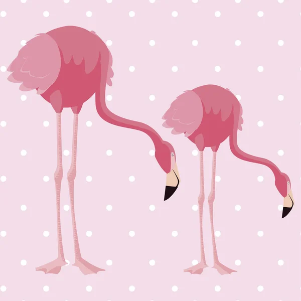 Elegante flamingo aves casal pontilhado fundo —  Vetores de Stock