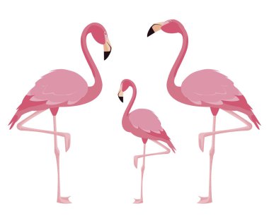 zarif flamingo kuşları aile