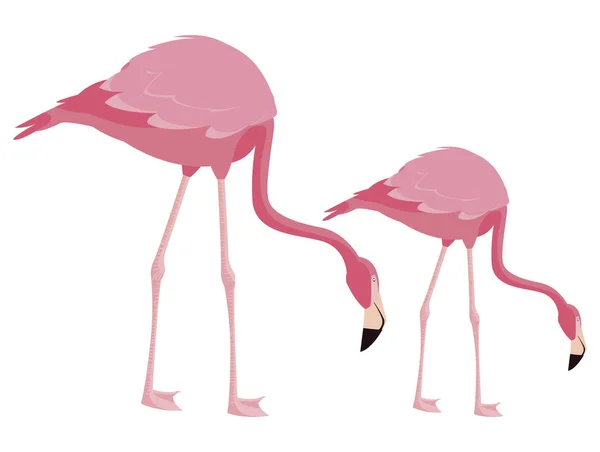 Elegante flamingo pássaros casal —  Vetores de Stock