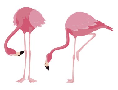 zarif flamingo kuşları Çift