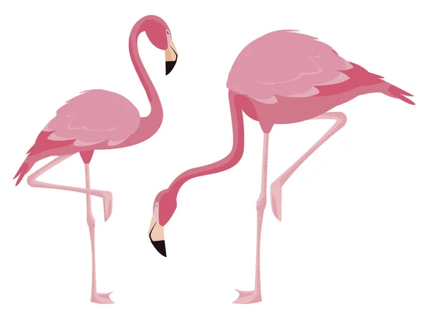 Eleganta flamingo fåglar par — Stock vektor