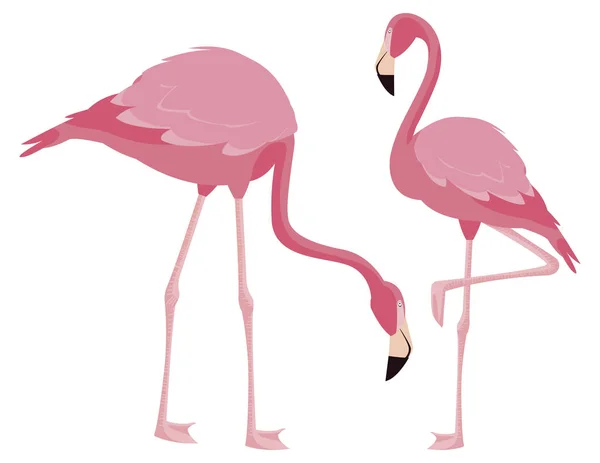 Eleganta flamingo fåglar par — Stock vektor