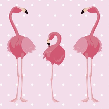 zarif flamingo kuşları aile arka plan noktalı