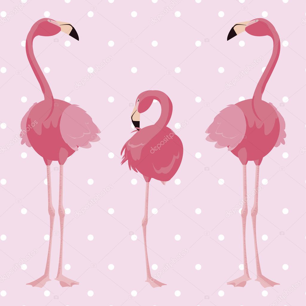 elegant flamingo birds family dotted background