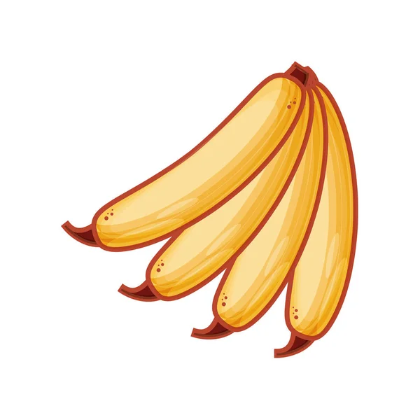 Fresco racimo de plátano fruta aislado icono — Vector de stock